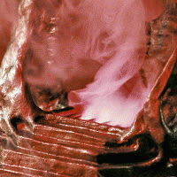 King Gizzard And The Lizard Wizard : Planet B